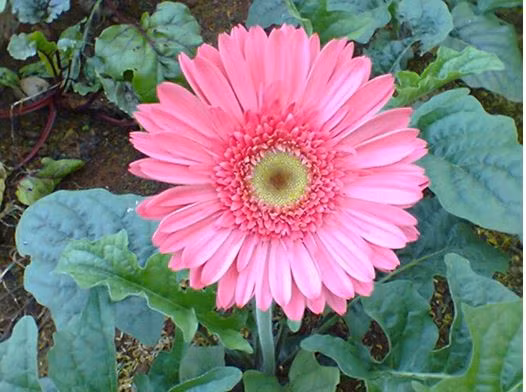 Nhiệt độ là một trong những yếu tố quan trọng quyết định chất lượng hoa vì vậy người trồng nên chú ý đến yếu tố này trong kỹ thuật trồng hoa đồng tiền. Nhiệt độ thích hợp để trồng hoa đồng tiền là 15-25 độ C, tuy nhiên cũng có một số giống hoa đồng tiền có thể chịu được nhiệt độ cao hơn 30-34 độ C. Nếu nhiệt độ dưới 12 và trên 35 độ C chậu hoa đồng tiền sẽ phát triển kém, màu sắc hoa nhợt nhạt, chất lượng hoa xấu.