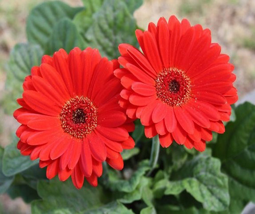 Đối với trồng chậu nên chọn loại chậu nhựa hoặc sứ có kích thước là kiểu dáng khác nhau, nếu chậu có kích thước 20 x 16 x 22 cm thì trồng 1 cây/chậu.