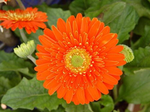 Đất trồng hoa đồng tiền cần phải tơi xốp, có độ thoáng cao, thoát nước, nhiều mùn.