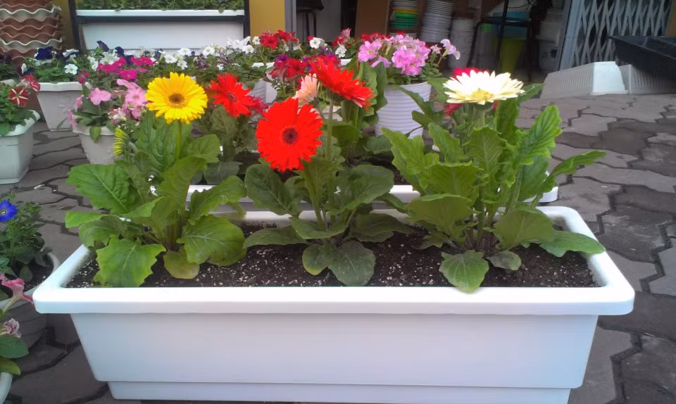 Hoa đồng tiền chịu hạn khá kém do vậy độ ẩm thường phải duy trì ở 60-70%, độ ẩm không khí 55-65% là điều kiện thuận lợi cho cây phát triển.