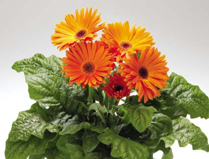 Để cây sinh trưởng tốt và phát triển khỏe mạnh cần thường xuyên ngắt lá già, vàng úa, lá sâu lá bệnh. Nên thường xuyên tỉa lá cho cây để tạo sự thông thoáng cho chậu đồng tiền. Tưới nước cho chậu cảnh hoa đồng tiền vào buổi sáng, tránh tưới quá trễ vào buổi chiều cây dễ bị bệnh. Nên dùng bình phun để tưới cho ẩm đất, chú ý không làm văng đất lên lá.