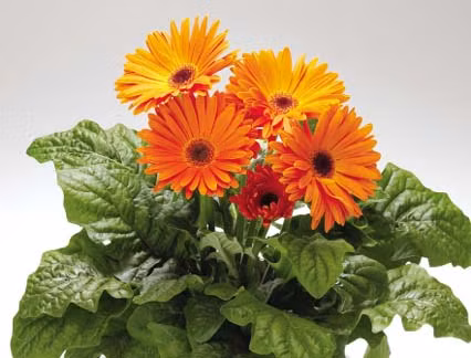 Để cây sinh trưởng tốt và phát triển khỏe mạnh cần thường xuyên ngắt lá già, vàng úa, lá sâu lá bệnh. Nên thường xuyên tỉa lá cho cây để tạo sự thông thoáng cho chậu đồng tiền. Tưới nước cho chậu cảnh hoa đồng tiền vào buổi sáng, tránh tưới quá trễ vào buổi chiều cây dễ bị bệnh. Nên dùng bình phun để tưới cho ẩm đất, chú ý không làm văng đất lên lá.