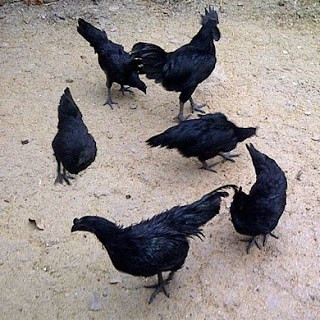 Dù vậy, trang web của trang trại nuôi gà Ayam Cemani ở Mỹ vẫn giới thiệu về tính năng huyền bí của thịt gà đen, vốn là nguyên liệu nổi tiếng trong các món ăn dành cho giới quý tộc châu Á thời xưa.