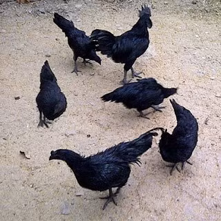 Dù vậy, trang web của trang trại nuôi gà Ayam Cemani ở Mỹ vẫn giới thiệu về tính năng huyền bí của thịt gà đen, vốn là nguyên liệu nổi tiếng trong các món ăn dành cho giới quý tộc châu Á thời xưa.
