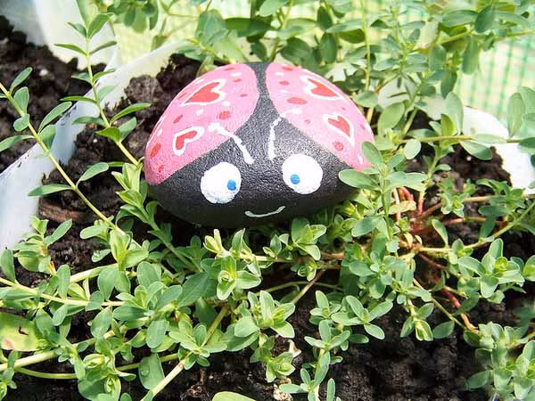 Bọ cánh cam trang trí chậu cây.