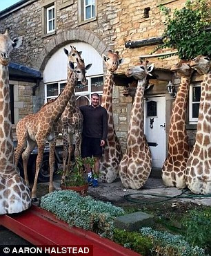 Chính những hình ảnh mà Halstead chụp chung với các mô hình thú rừng nhồi bông đăng lên mạng đã gây sự chú ý đối với cảnh sát khiến anh chàng bị bắt.