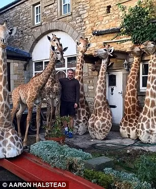 Chính những hình ảnh mà Halstead chụp chung với các mô hình thú rừng nhồi bông đăng lên mạng đã gây sự chú ý đối với cảnh sát khiến anh chàng bị bắt.