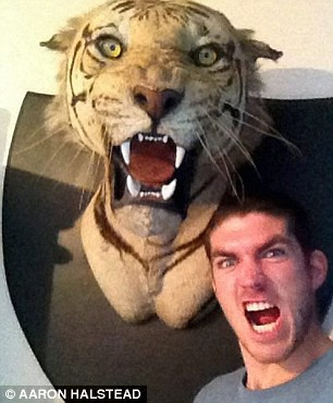 Chiếc đầu hổ hung dữ trong bộ sưu tập thú rừng của Halstead.