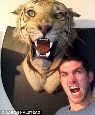 Chiếc đầu hổ hung dữ trong bộ sưu tập thú rừng của Halstead.