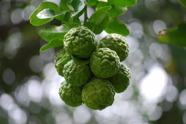 Cho năng suất quả từ 20-30kg/cây, chanh "não người" giúp nhà vườn thu hoạch được tiền triệu mỗi cây, mỗi vụ.