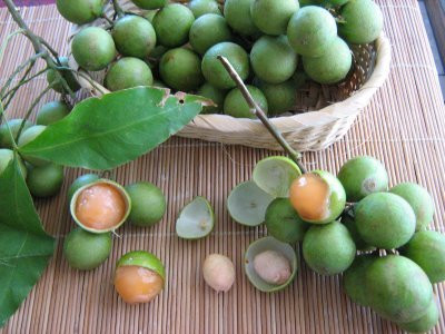 Giống chanh Tây Ban Nha được lai tạo giữa cây vải và cây chanh. Loại quả lạ này cho năng suất khá cao nên được nhiều nhà vườn trồng.