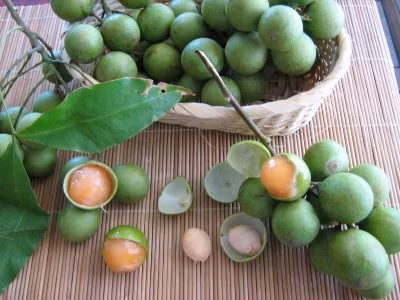 Giống chanh Tây Ban Nha được lai tạo giữa cây vải và cây chanh. Loại quả lạ này cho năng suất khá cao nên được nhiều nhà vườn trồng.