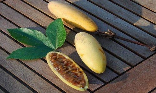 Chanh leo hình chuối độc đáo có nguồn gốc ở Nam Mỹ. Chúng được tìm thấy ở thung lũng Andean từ Venezuela và đông Colombia đến Bolivia và Peru.