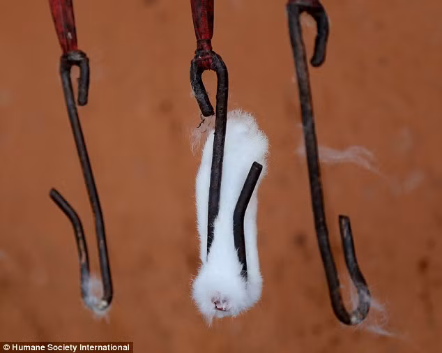 Chân của một con thỏ vẫn còn vương lại trên một cái móc ở một lò mổ thỏ Trung Quốc sau khi nó đã bị giết và lột da.