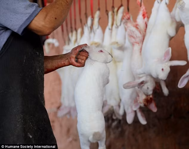 HSI đã bí mật quay lại được cảnh những con thỏ bị lột da một cách kinh dị.