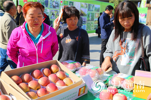 Sau khi sự kiện kết thúc, những người tham dự đều cố gắng tranh giành lấy cho mình vài trái táo cuối mùa.