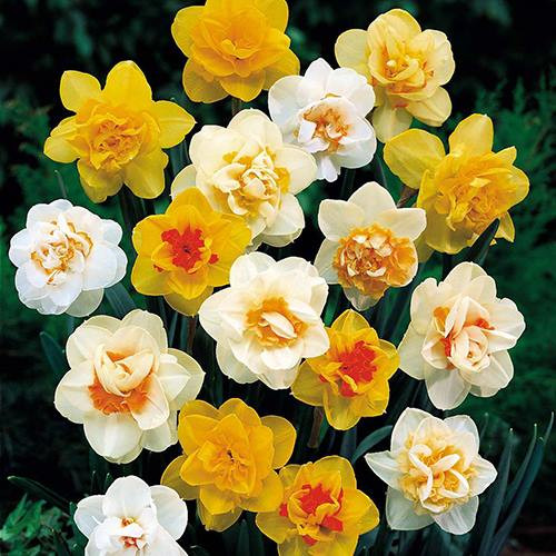 Theo quan niệm của người xưa nếu hoa thủy tiên nở đúng chiều 30 Tết trước lễ cúng mời ông bà tổ tiên về ăn bữa cơm tất niên thì được cho là mọi sự tốt lành, trường thọ, tài lộc sung túc và may mắn sẽ đến với gia đình người đó trong năm mới.