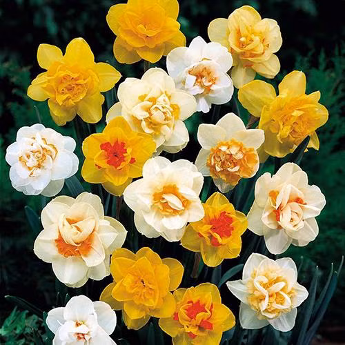 Theo quan niệm của người xưa nếu hoa thủy tiên nở đúng chiều 30 Tết trước lễ cúng mời ông bà tổ tiên về ăn bữa cơm tất niên thì được cho là mọi sự tốt lành, trường thọ, tài lộc sung túc và may mắn sẽ đến với gia đình người đó trong năm mới.