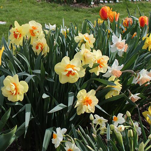 Củ giống hoa thủy tiên đa bội hay còn gọi là thủy tiên kép được rao bán trên shop hạt giống hoa với giá 40.000 đồng/củ.