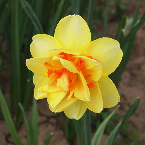 Hoa thủy tiên là một trong những loài hoa đặc biệt, còn có hương thơm thoảng mà mát dịu, không loài hoa nào có được.