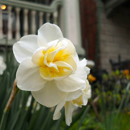 Đây là loại củ giống chất lượng cao nhập khẩu từ Nga, thuộc nhóm cây dạng thân hành cứng, chủ yếu ra hoa về mùa xuân.