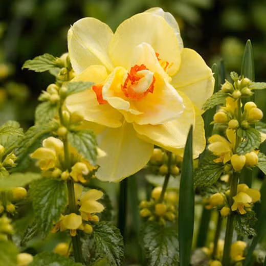 Muốn thủy tiên sinh trưởng bình thường, hàng ngày chiếu sáng ít nhất hơn 6 giờ, thiếu ánh sáng, sẽ làm cho lá mọc vống dài, ít hoa hoặc không có hoa, nếu eo hoa đầu hoa gầy trông rất xấu. Nhưng không được đem cây phơi nắng, phơi nhiều rất không lợi cho sinh trưởng.