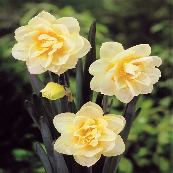 Trồng thủy tiên trong nước, cần chọn củ khỏe, to mập. Nên chọn củ tròn dẹt, chắc, vỏ ngoài có vân dọc rộng, màu sáng. Củ màu nâu bóng là tốt. Về chọn chồi, có thể dùng tay bóp nhẹ, nếu là chồi hoa củ chắc có trụ và đàn hồi, nếu chồi lá thì củ xốp, lép không đàn hồi.