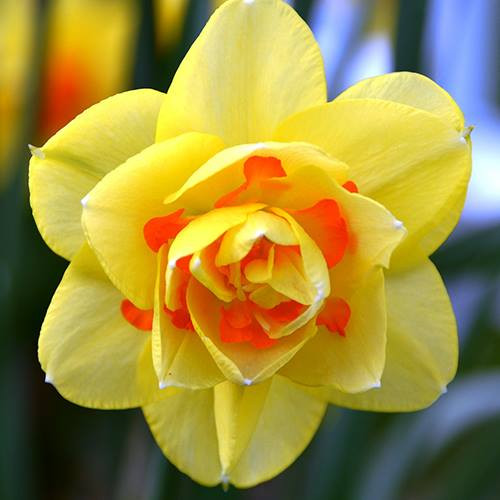 Cuối thu đầu đông là khoảng thời gian tuyệt vời nhất để bắt đầu trồng hoa thủy tiên.