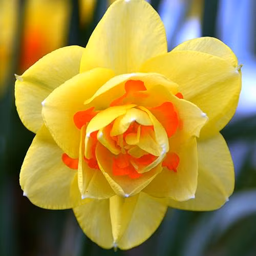 Cuối thu đầu đông là khoảng thời gian tuyệt vời nhất để bắt đầu trồng hoa thủy tiên.