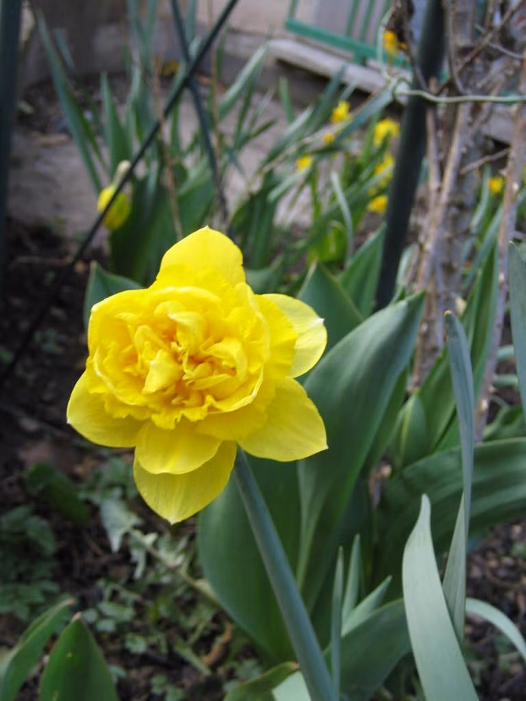 Ngày nay, nhiều bà nội trợ tự tay trồng thủy thiên ở nhà để trang trí ngày Tết thay vì mua sẵn ngoài chợ.