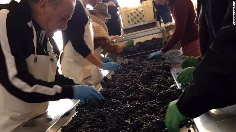 Trong khi một nhóm người thu hoạch nho ngoài vườn, nhóm khác bắt đầu tuyển chọn và loại bỏ những quả nho không đạt tiêu chuẩn. Công việc tuyển chọn được thực hiện hết sức cẩn thận và kỹ càng để tránh ảnh hưởng tới hương vị của sản phẩm cuối cùng.