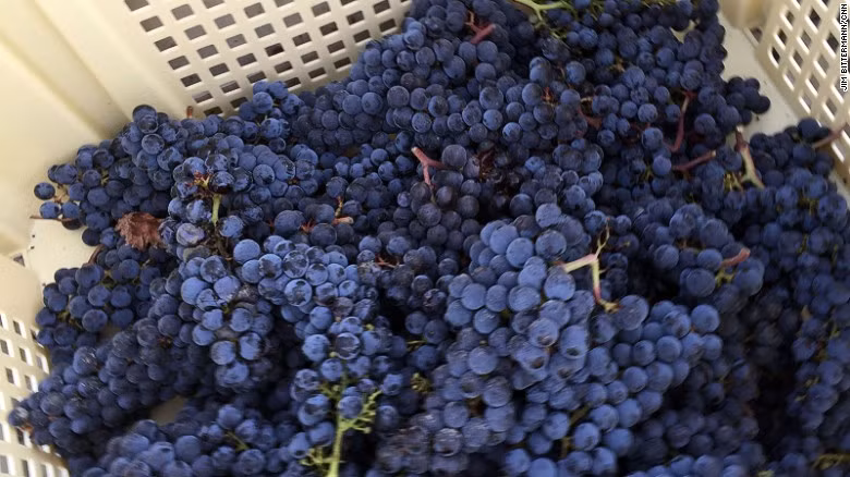 Cứ vào tuần cuối cùng trong tháng 9 tại Chateau Cheval Blanc, công việc thu hoạch những trái nho căng mọng lại thu hút đông đảo mọi người từ khắp mọi nơi trên nước Pháp đăng ký.