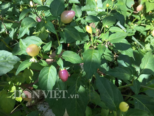 Kích cỡ trung bình của ớt lồng như trái cà pháo và lớn nhất thì bằng ngón chân cái người lớn, hình tròn phía trên nhưng ở dưới dài ra như một cái núm. Khi còn non thì ớt có màu đục ngà, sau đó là tím và cuối cùng là đỏ. Theo người dân ở xã Sơn Bua, huyện Sơn Tây, dù ít thì lượng trái ớt lồng thu hoạch cũng được gần 1kg/lần. Theo đó, mỗi đời cây cũng cho từ 2-4 kg trái/năm. Ảnh: Dân Việt.