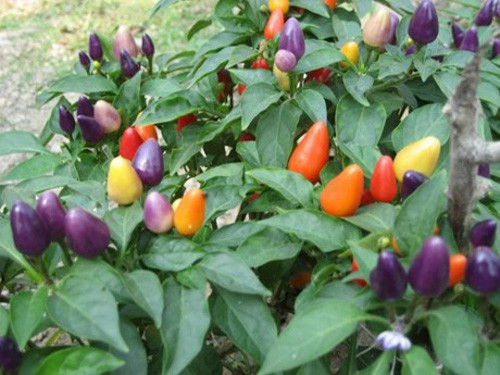 Đây là giống cây dễ trồng, thích nắng sáng và quả có hình thức bắt mắt nên được nhiều tiêu dùng ưa chuộng và săn lùng về trồng.