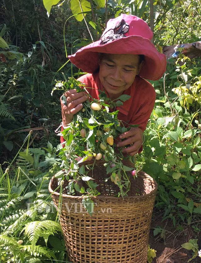  Ớt lồng đặc sản xứ Quảng mọc hoang dại, tự nhiên ngoài rừng với chiều cao trung bình khoảng 0,5m. Hình dáng, màu sắc và mùi vị của loại ớt đặc biệt này khác hẳn ớt thường. Ảnh: Dân Việt.