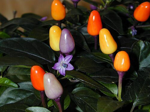 Tuy ớt lồng là một trong những loại đặc sản, thế nhưng hầu hết các gia đình người Ca Dong ở Sơn Tây cho biết loại ớt này bà con gần như không mang đi bán mà chỉ hái về sử dụng trong gia đình và để làm quà cho người thân ở miền xuôi, hoặc vùng lân cận. Giống ớt lồng này khá giống với loại ớt cầu vồng (ảnh).