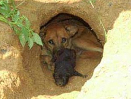 Chó Phú Quốc là giống duy nhất biết đào hang để sinh sản. Đặc biệt, giống chó này còn có biệt tài săn thú, bơi dưới nước giỏi như rái cá nhờ chân có màng như chân vịt.