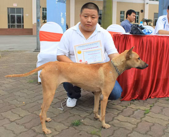 Chó Phú Quốc là giống chó tinh khôn, săn mồi giỏi và bơi lội rất nhanh do chân có màng giống như chân vịt. Với những đặc tính trên, giống chó Phú Quốc được các nhà khoa học và những người yêu thích chó quan tâm.