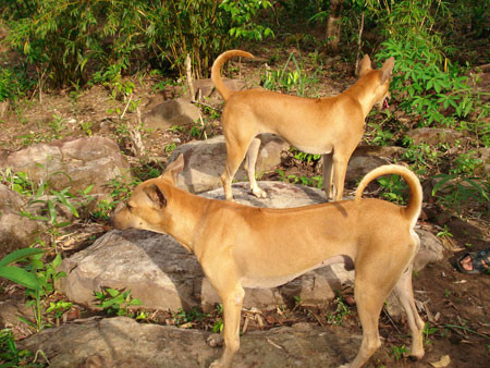 Thuộc giống chó săn nên chó Phú Quốc thuần chủng đẹp phải có cơ bắp săn chắc, dáng thon cao, lông sát, tai đứng, đuôi cong hình móc câu, lưỡi có đốm đen.