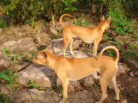 Thuộc giống chó săn nên chó Phú Quốc thuần chủng đẹp phải có cơ bắp săn chắc, dáng thon cao, lông sát, tai đứng, đuôi cong hình móc câu, lưỡi có đốm đen.