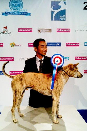 Một chú chó xoáy Phú Quốc từng được vinh danh trong cuộc thi chó đẹp thế giới năm 2009. Đó là một con "khuyển vương" tên Đốm. Với nét hoang dã, ngang tàng, Đốm trở thành chú chó Phú Quốc đoạt giải quán quân đầu tiên của Việt Nam, được Hiệp hội những người nuôi chó giống Việt Nam (VKA) cấp giấy chứng nhận "vô địch Việt Nam". Bên cạnh đó, Đốm còn đoạt giải nhì chó đẹp quốc gia (tất cả các giống chó) trong cuộc thi VKA dog show 2009 tại Paris.