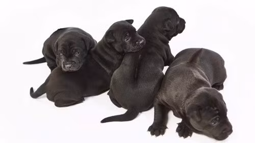 Phụ nữ người Anh tên Catherine Lane – 42 tuổi (sống ở Brighton, East Sussex, Anh) vừa rao bán 4 chú chó Phú Quốc mà cô đã nhân giống thành công với giá lên tới 340 triệu đồng/con.