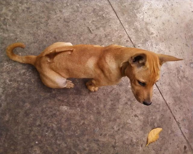 Trong dân gian Việt Nam, chó Phú Quốc được coi là "vương khuyển" vì trong lịch sử từng có 4 con chó Phú Quốc được vua Gia Long sắc phong một cách trang trọng, không kém những công thần khai quốc của nhà Nguyễn.