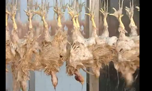 Những con gà được cắt tiết rồi nhúng nước sôi và làm thịt theo dây chuyền tự động.