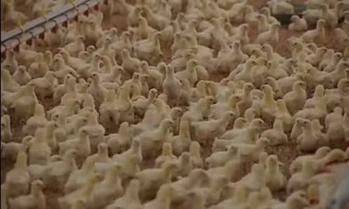 Những chú gà nhỏ được nuôi và chăm sóc theo tiêu chuẩn an toàn vệ sinh của công ty.