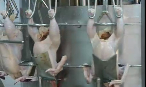 Tại dây chuyền này, con gà được moi ruột ra ngoài.