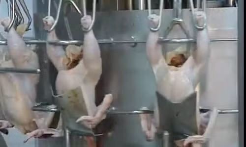 Tại dây chuyền này, con gà được moi ruột ra ngoài.