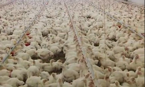 Sau khi đạt được trọng lượng tiêu chuẩn, những chú gà được vận chuyển đến nhà máy làm thịt và đóng gói.