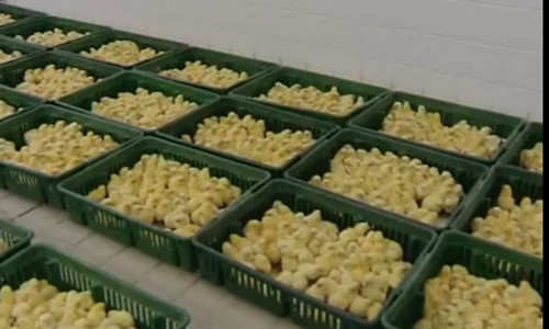 Sau khi được đưa vào lò ấp, những chú gà con vàng ươm đã ra đời.