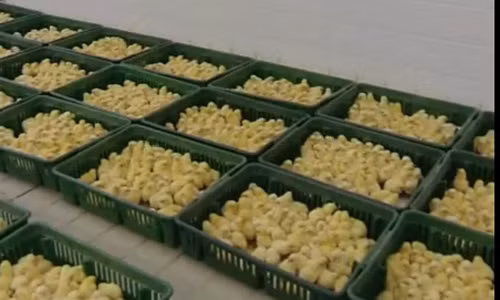 Sau khi được đưa vào lò ấp, những chú gà con vàng ươm đã ra đời.